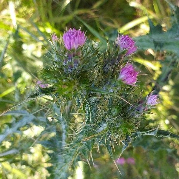 Carduus tenuiflorus Λουλούδι