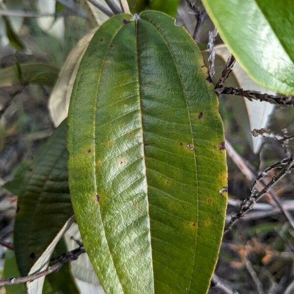 Miconia stenostachya ഇല