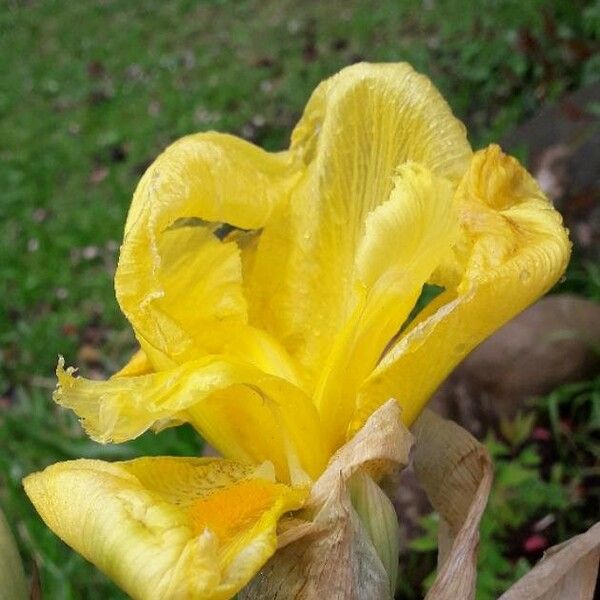 Iris pseudacorus Flower