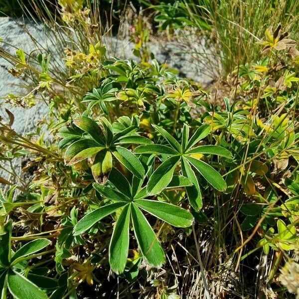 Alchemilla alpina Leaf