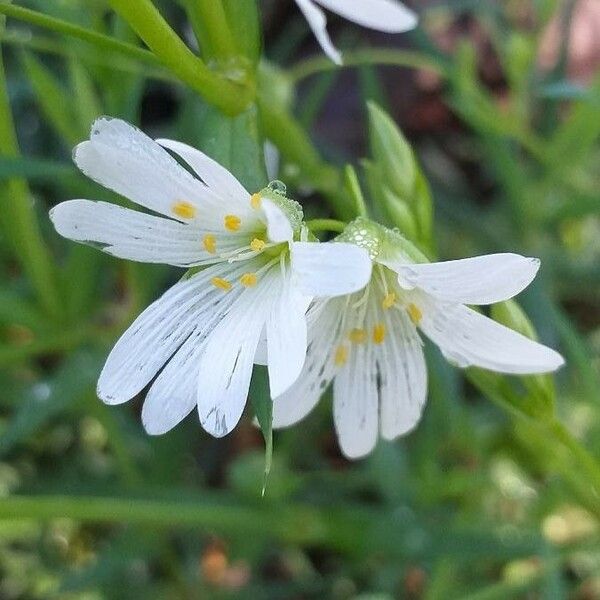 Stellaria holostea Flor