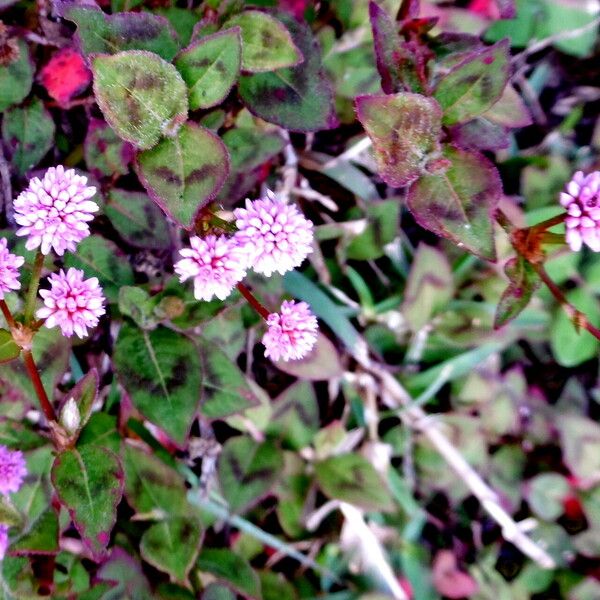 Persicaria capitata 花