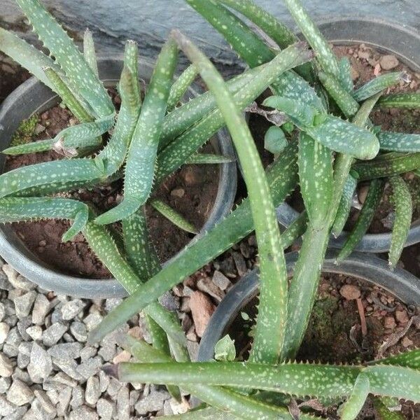 Aloe camperi Hostoa