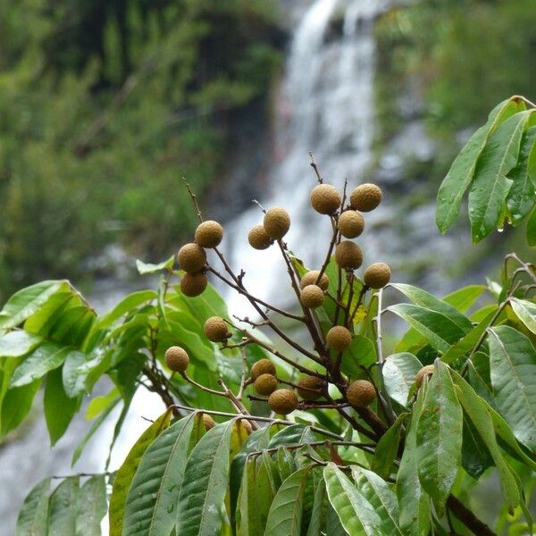 Dimocarpus longan फल