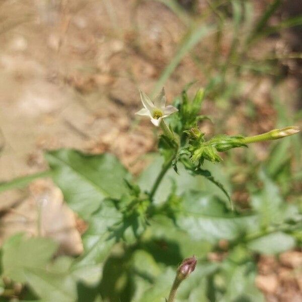 Nicotiana plumbaginifolia Blomst