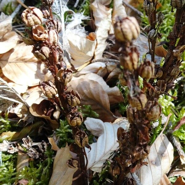 Monotropa hypopitys Прочее