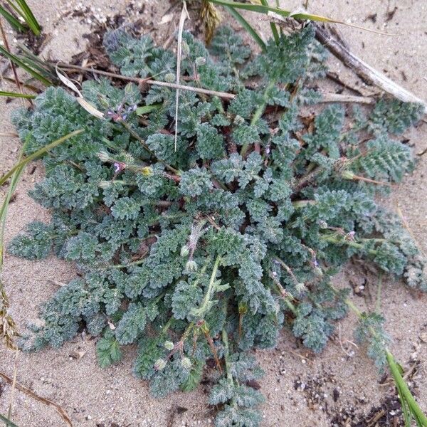 Erodium lebelii ശീലം