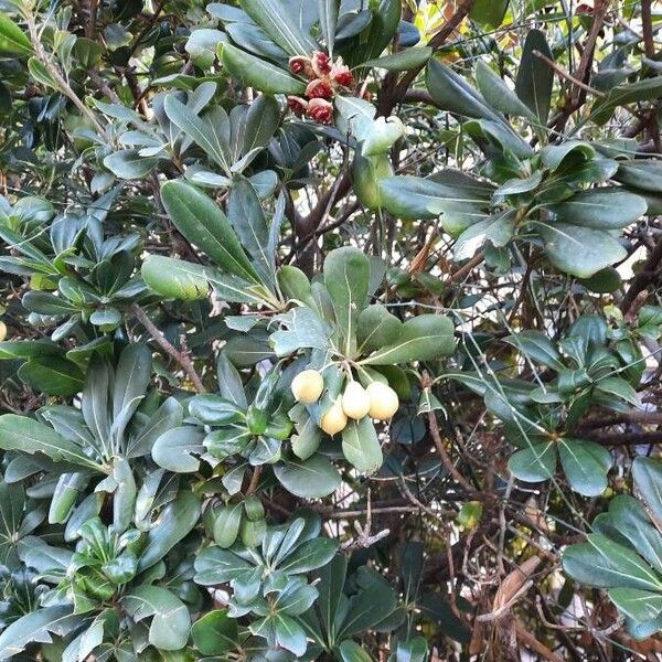 Pittosporum tobira Habitus