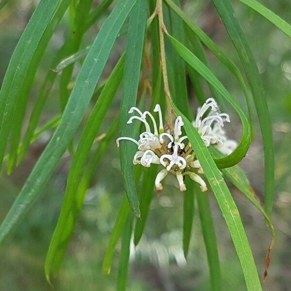 Grevillea linearifolia फूल