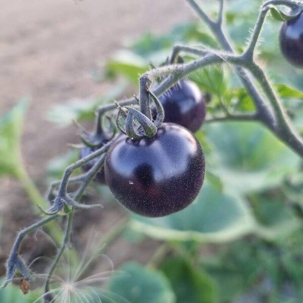 Solanum scabrum Фрукт