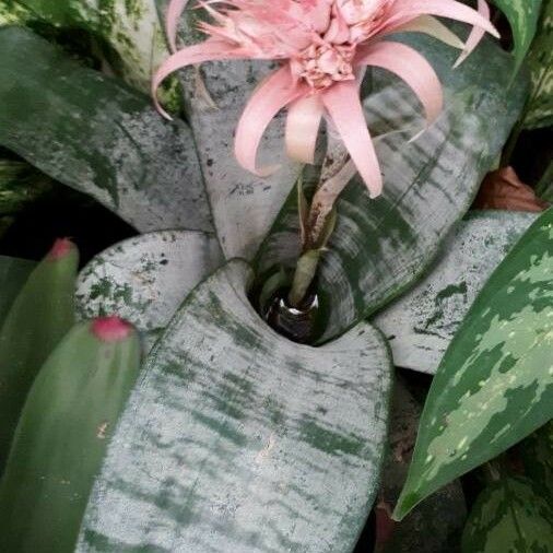 Aechmea fasciata List