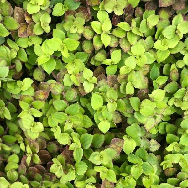 Callisia repens Blad