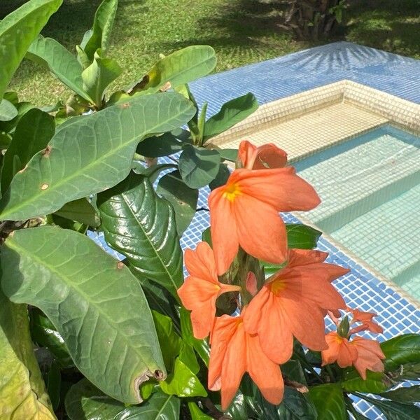 Crossandra infundibuliformis Žiedas