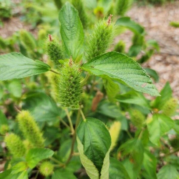 Acalypha arvensis Flower