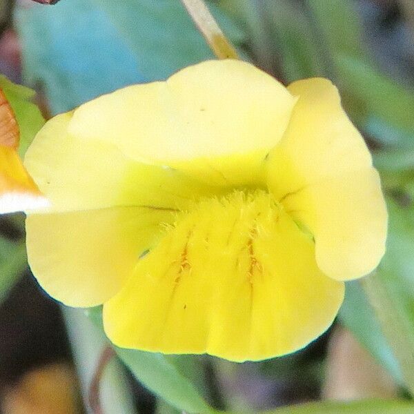 Mecardonia procumbens Flower