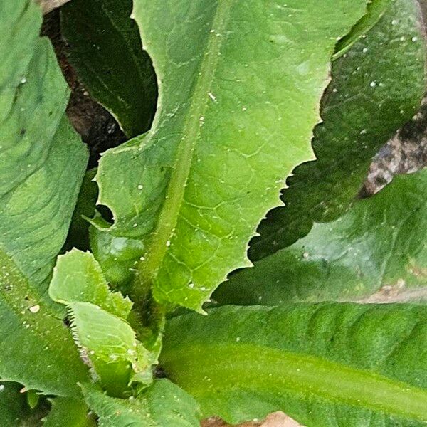 Lactuca virosa Leaf