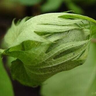 Gossypium arboreum 果