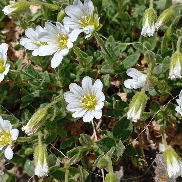 Cerastium alpinum Λουλούδι