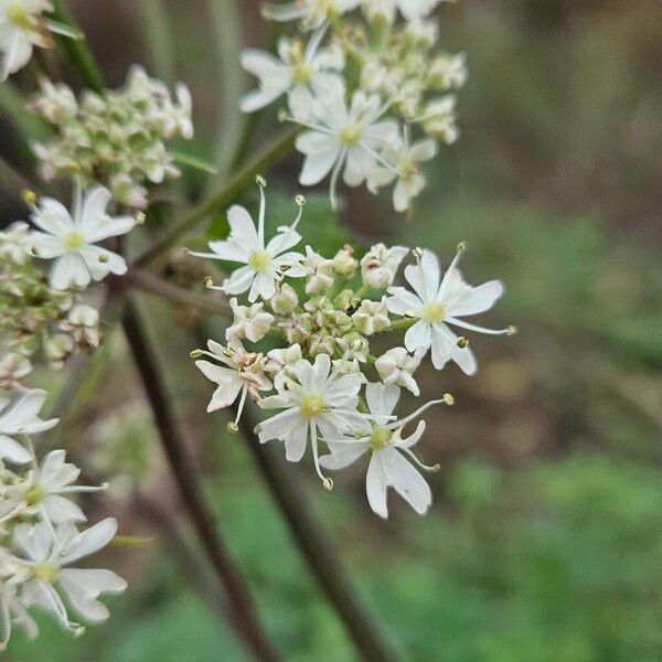 Heracleum sibiricum Flower