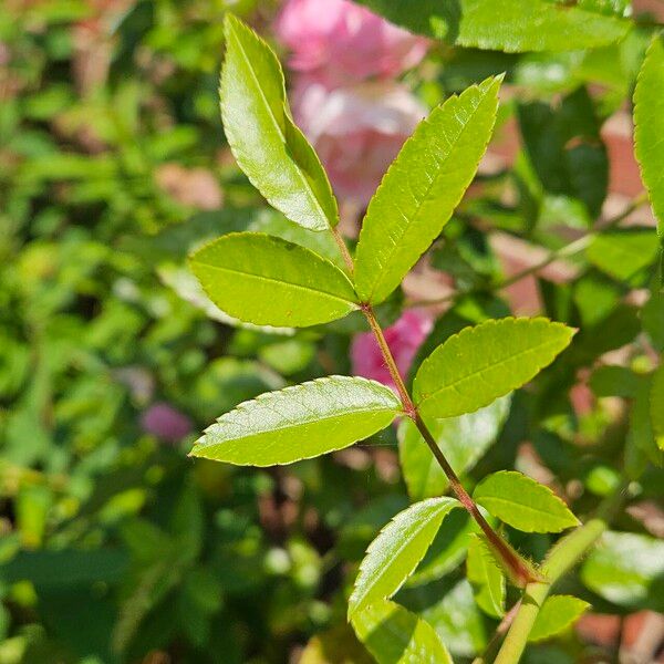 Rosa gallica 葉