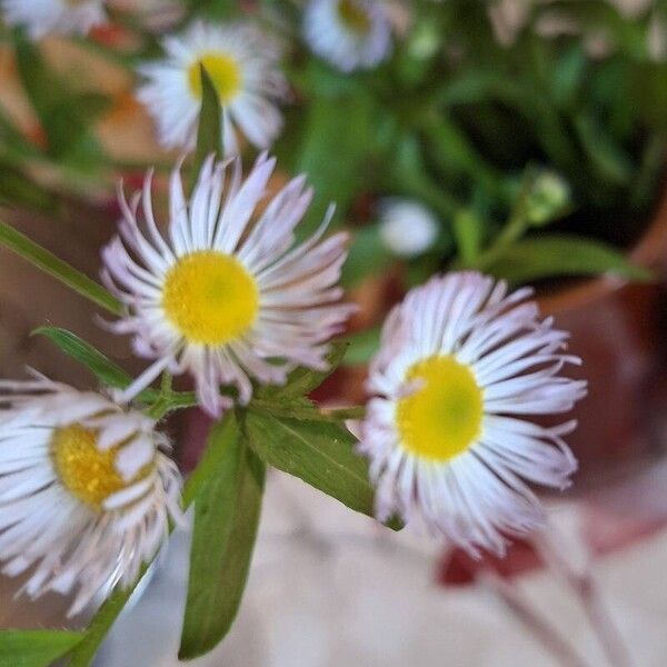 Erigeron speciosus फूल