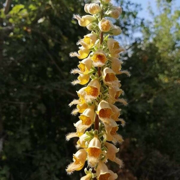 Digitalis ferruginea ফুল