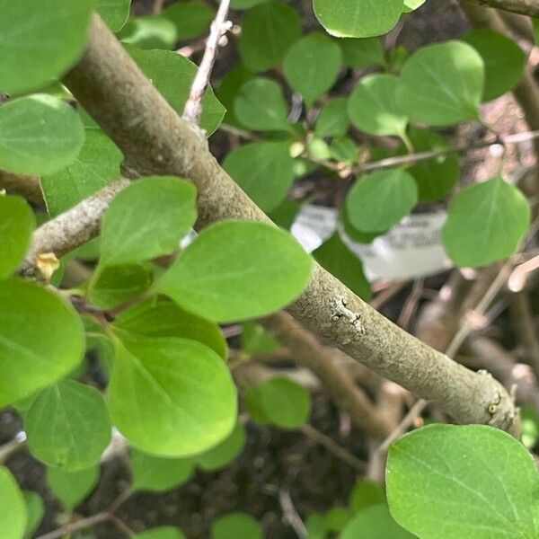 Syringa pubescens Kaarna