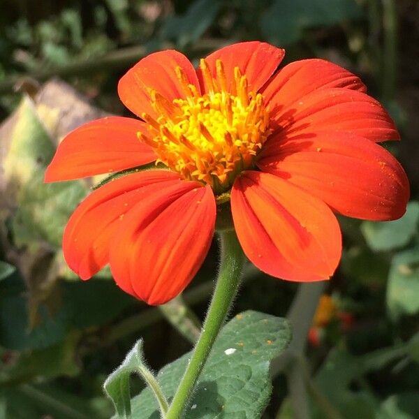 Tithonia rotundifolia Цветок