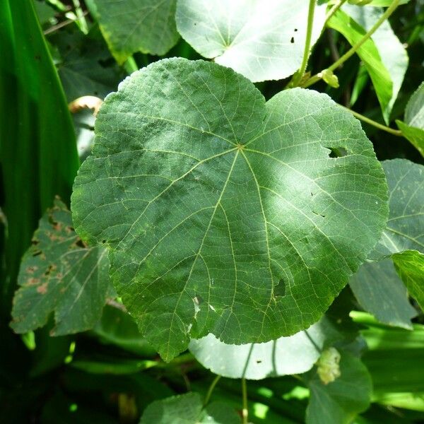 Dombeya acutangula Leaf