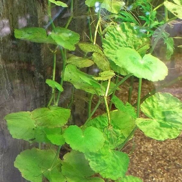 Hydrocotyle leucocephala Leht