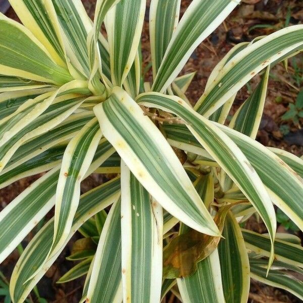 Dracaena reflexa Прочее