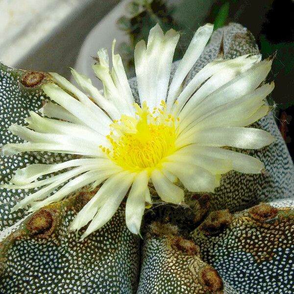 Astrophytum myriostigma Kvet