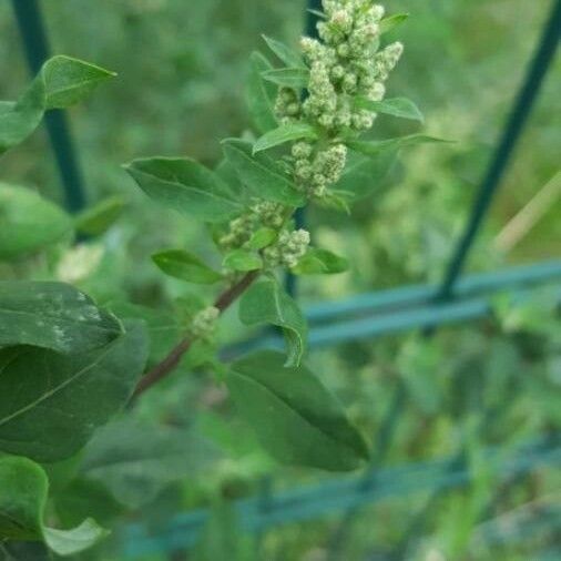 Chenopodium album 花