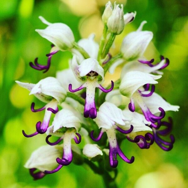 Orchis simia 花