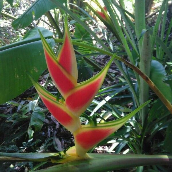 Heliconia wagneriana Cvet