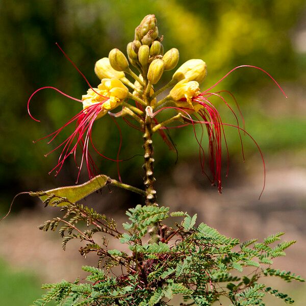 Caesalpinia gilliesii Lorea