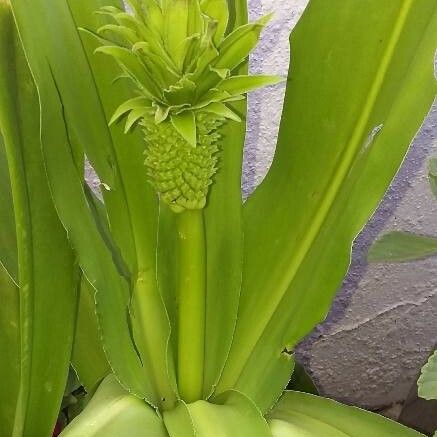 Eucomis autumnalis 花