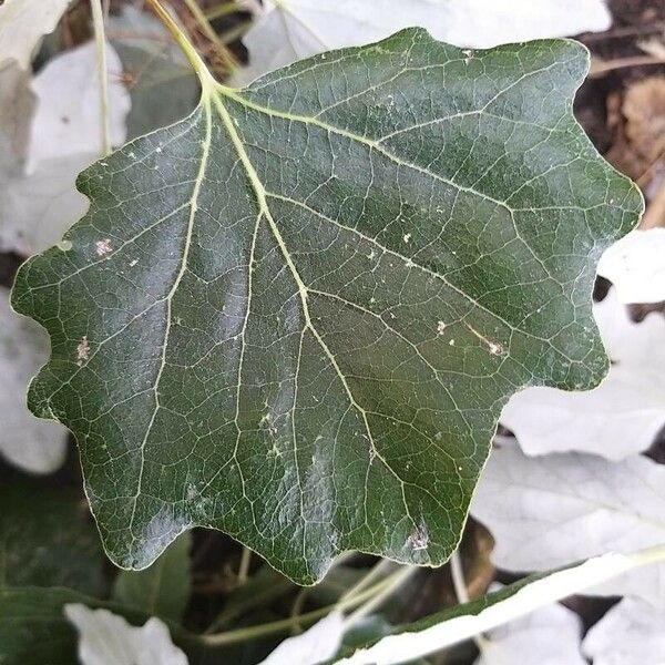 Populus alba Leaf