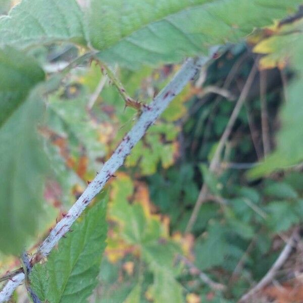 Rubus ursinus Bark