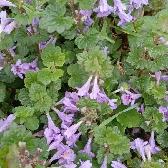 Glechoma hederacea Alkat (teljes növény)