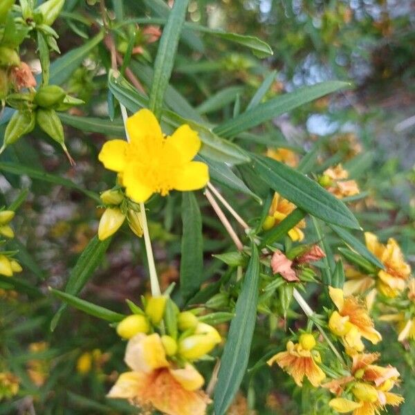 Hypericum prolificum Flor