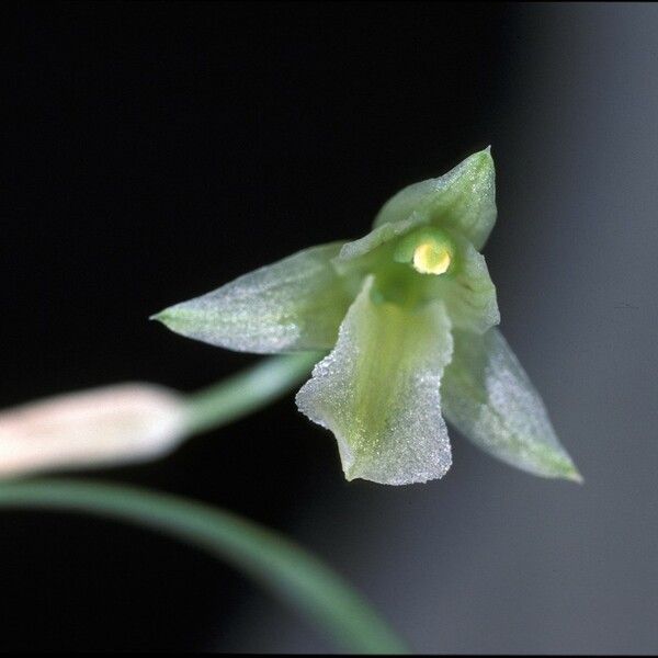 Scaphyglottis fusiformis Flower