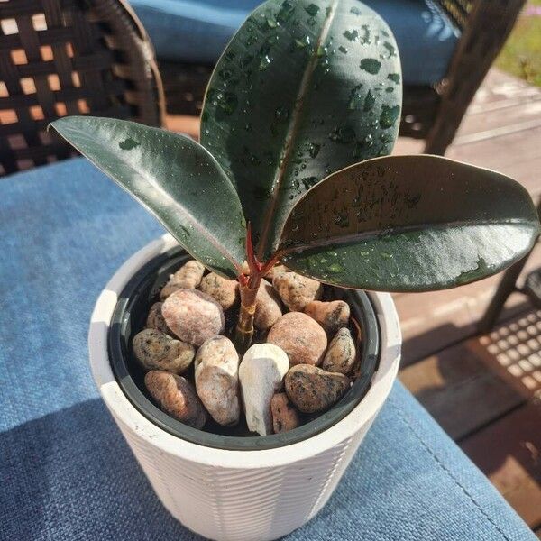 Ficus elastica Levél