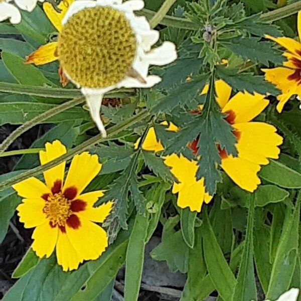 Coreopsis grandiflora Flower