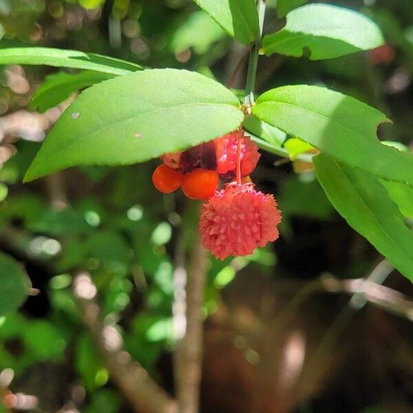 Euonymus americanus Fruit