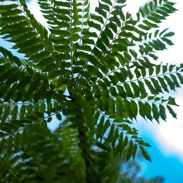 Averrhoa bilimbi Leaf