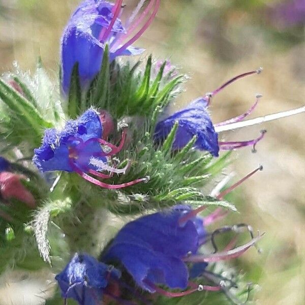 Echium vulgare Çiçek