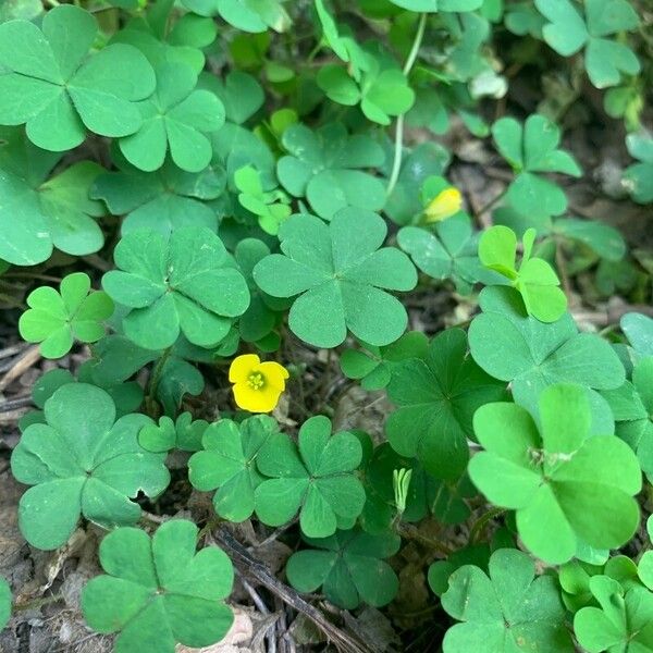 Oxalis stricta Květ