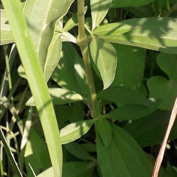 Saponaria officinalis Cortiza