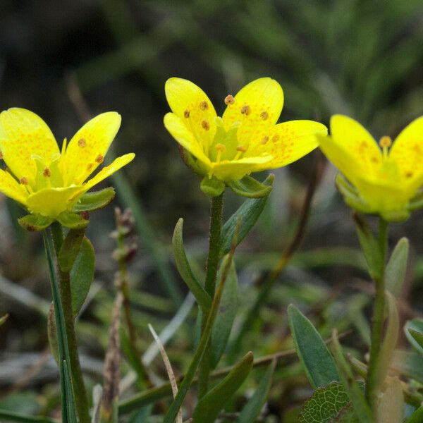 Saxifraga hirculus ᱵᱟᱦᱟ